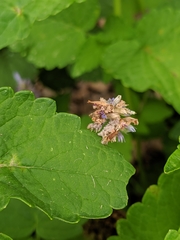 Synchlora aerata