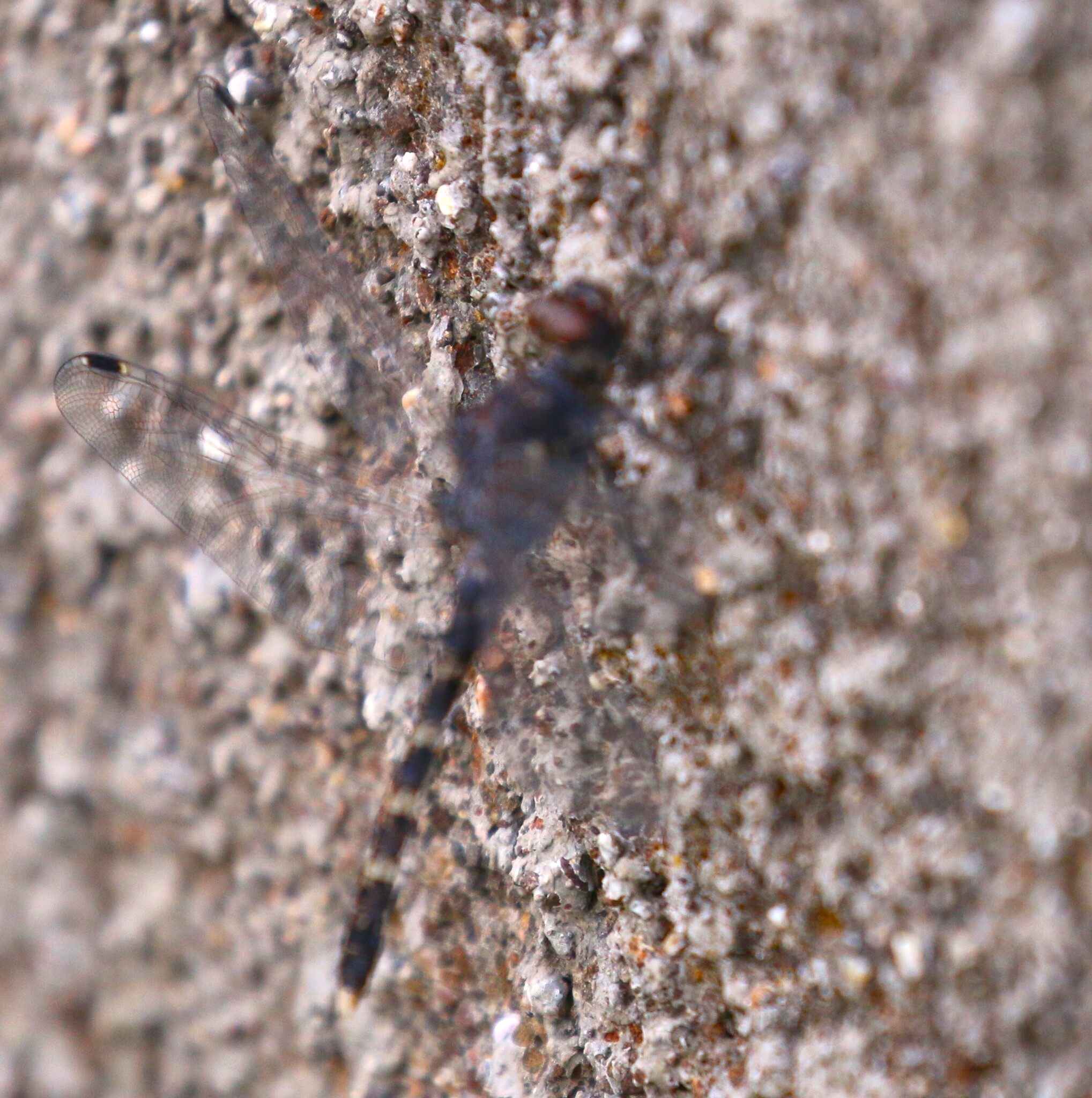 Indian Rockdweller