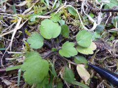 Ranunculus foliosus