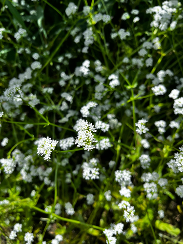 northern corn salad (Valerianella umbilicata)