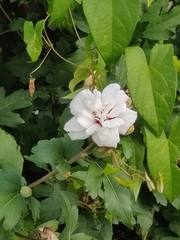 Hibiscus syriacus