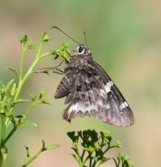 Codatractus arizonensis