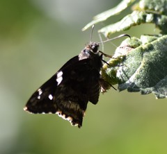 Codatractus arizonensis