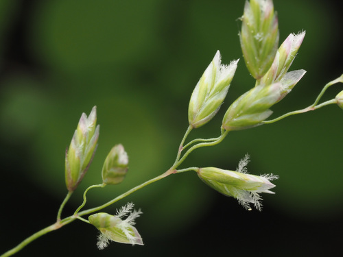 Poa nervosa observed 2025-05-18