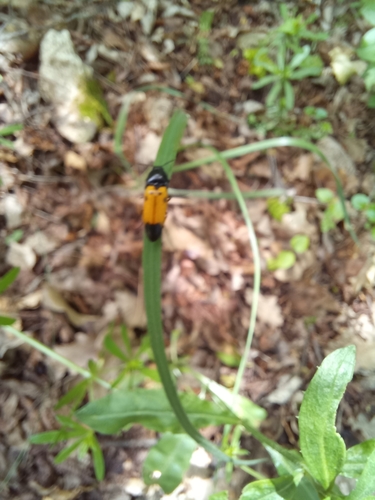Ampedus quadrisignatus