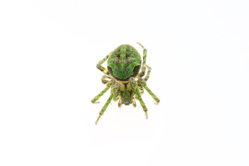 Cryptaranea atrihastula