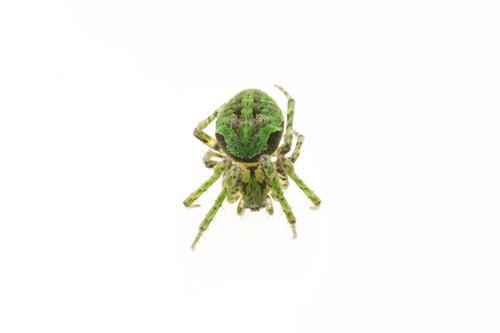 Cryptaranea