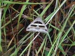 Grammodes geometrica