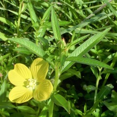 Ludwigia octovalvis