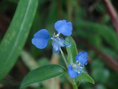 Commelina forskaolii