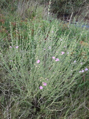 Agalinis heterophylla