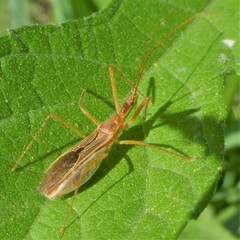 Zelus cervicalis