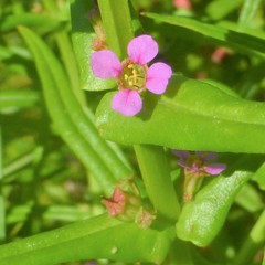 Ammannia coccinea