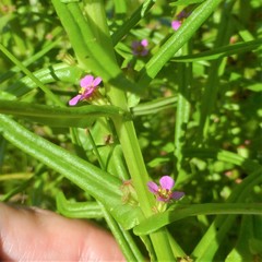 Ammannia coccinea