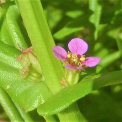 Ammannia coccinea