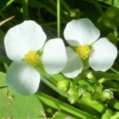 Sagittaria