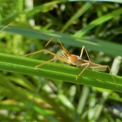 Zelus cervicalis