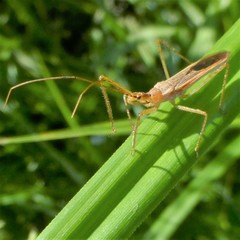 Zelus cervicalis