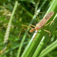 Zelus cervicalis