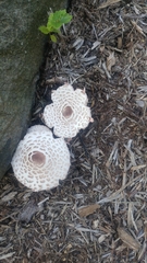 Leucoagaricus americanus