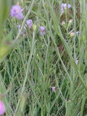 Agalinis heterophylla