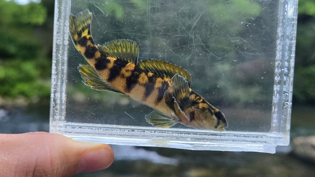 Halloween Darter