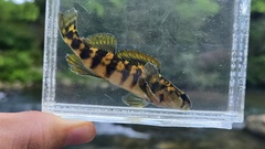 Halloween Darter photo 1