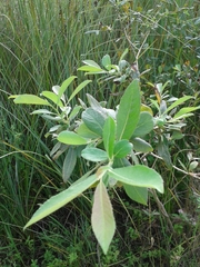 Salix