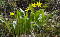 Erythronium tuolumnense