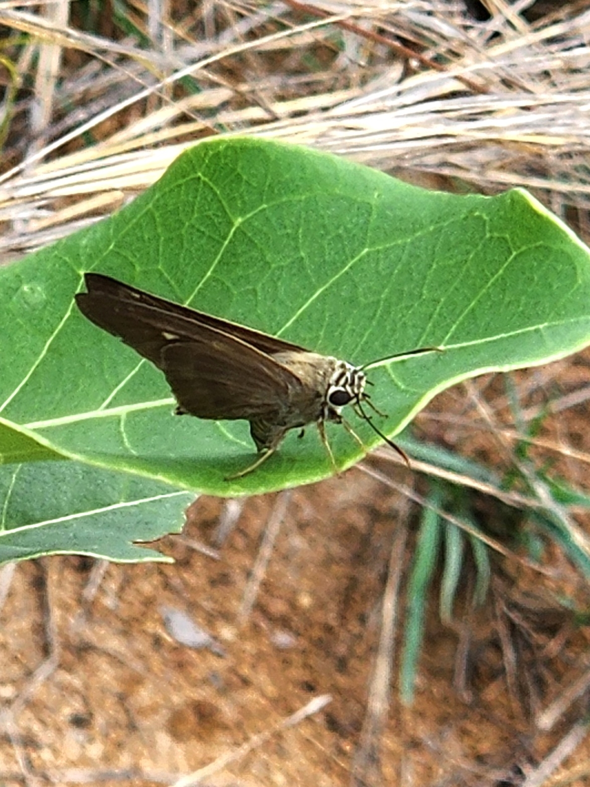Brown Awl