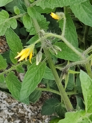 Solanum lycopersicum