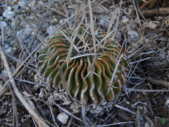 Echinofossulocactus lamellosus