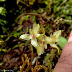 Bulbophyllum melleum image