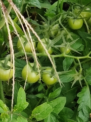Solanum lycopersicum