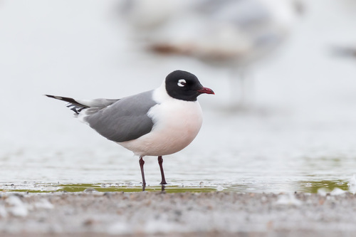 Franklin’s Gull｜富兰克林鸥 参考照片