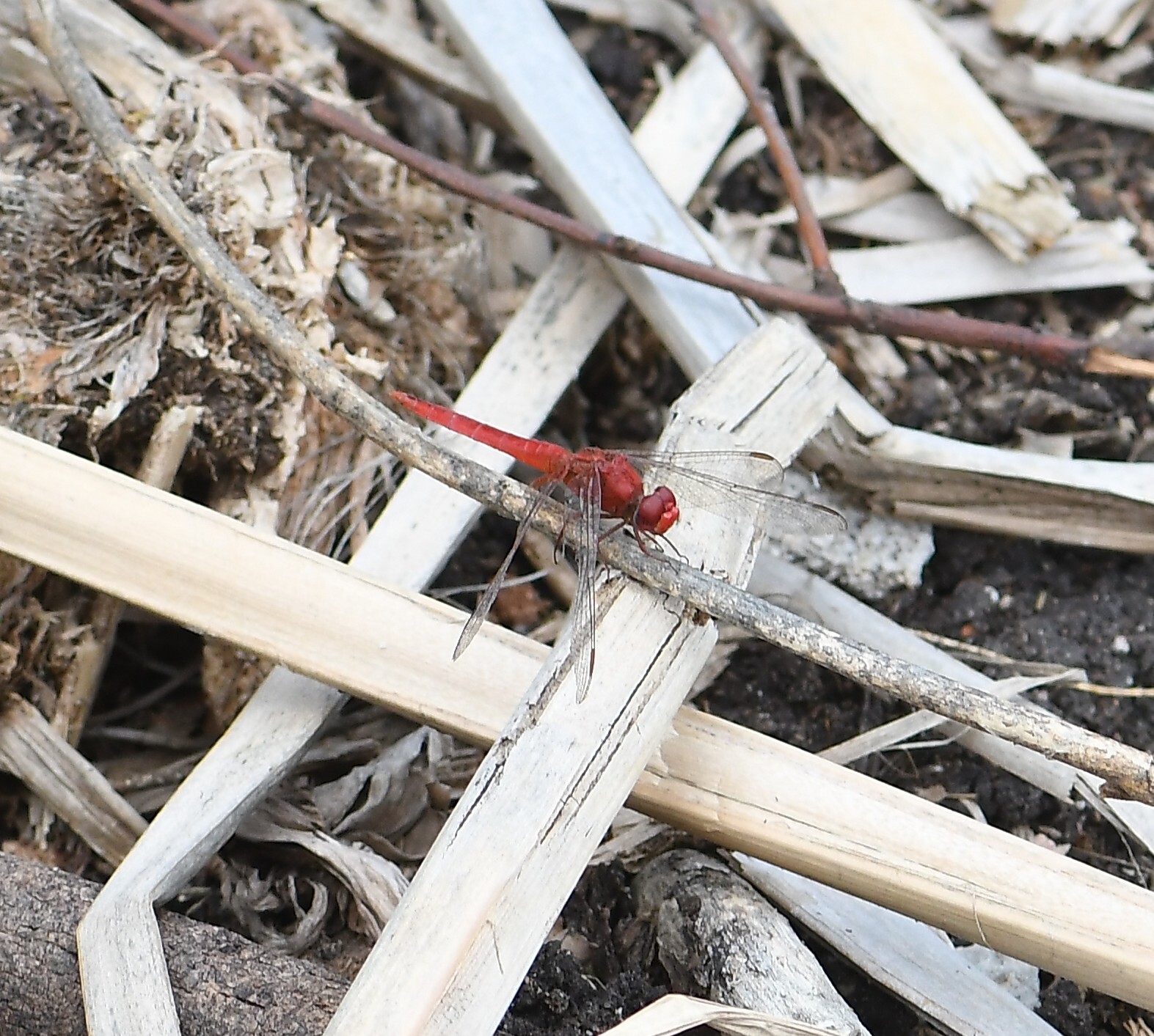 Scarlet Skimmer