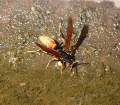 Polistes comanchus comanchus