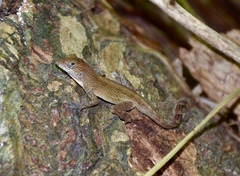 Anolis allogus