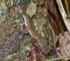 Anolis allogus
