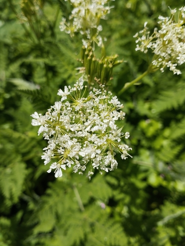 Cicely (Myrrhis odorata)