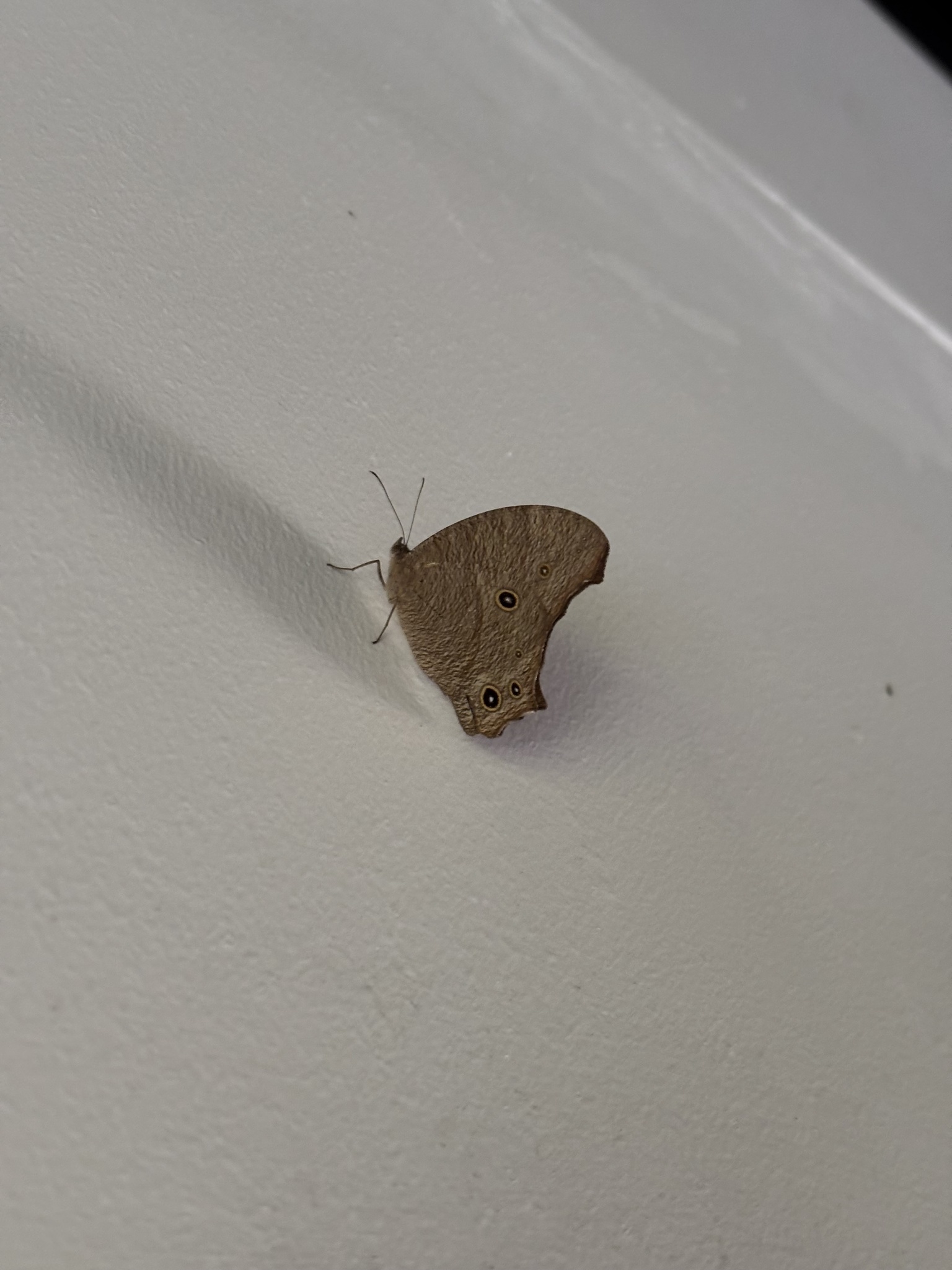 Common Evening Brown