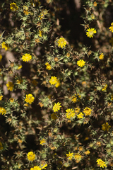 Centromadia parryi australis