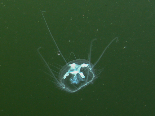 Common Freshwater Jellyfish, photo 3 of 10