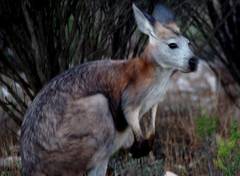 Osphranter robustus erubescens