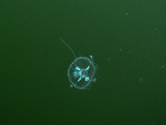 Craspedacusta sowerbii