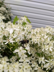 Xylocopa virginica