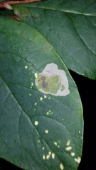 Leucanthiza dircella