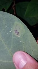 Leucanthiza dircella