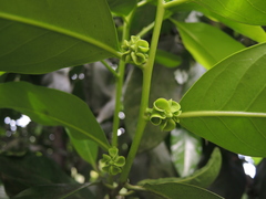 Diospyros nigra