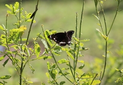 Euploea core haworthi